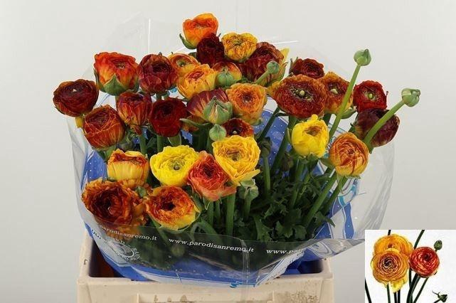 <h4>RAN SU ELIOS</h4>