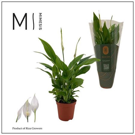 <h4>Spathiphyllum Chopin</h4>