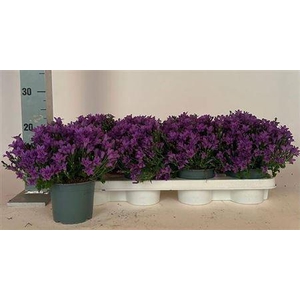 Camp Portenschlagian