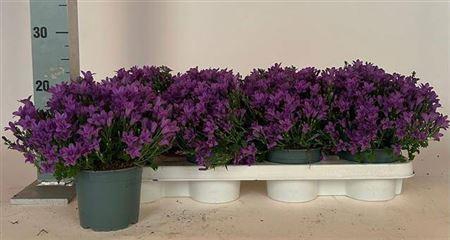 <h4>Camp Portenschlagian</h4>