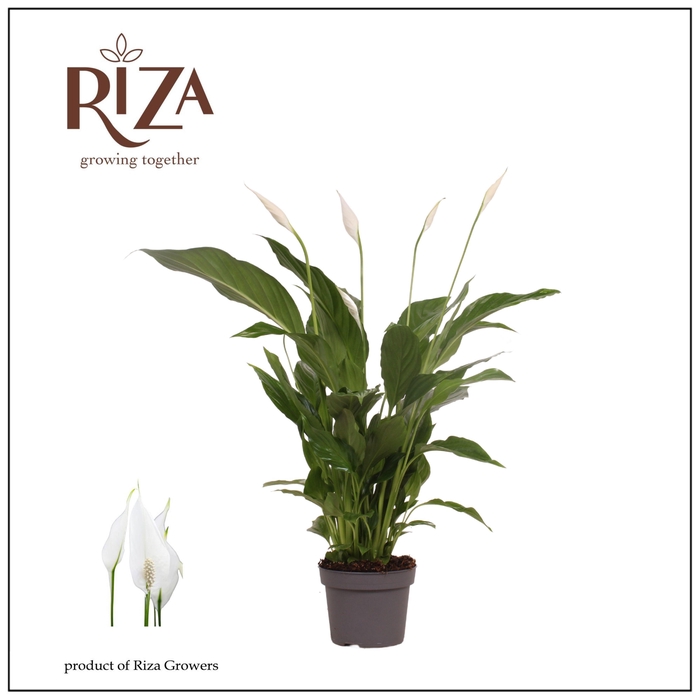<h4>Spathiphyllum Strauss - 13 cm</h4>