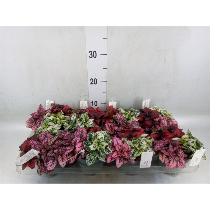 <h4>Hypoestes phyllo.   ...mix</h4>
