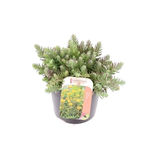 Sedum reflexum