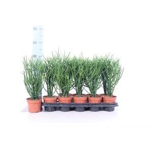 EUPHOR TIRUCALLI