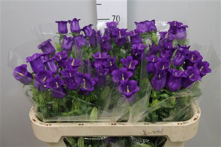 <h4>Campanula medium 'Champion Blue'</h4>