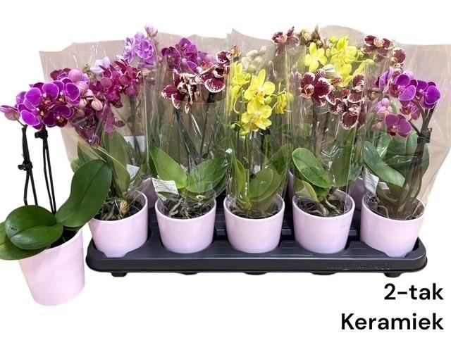 <h4>ARR PHALA MT 14+</h4>