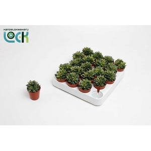 Adromiscus Schuldianus