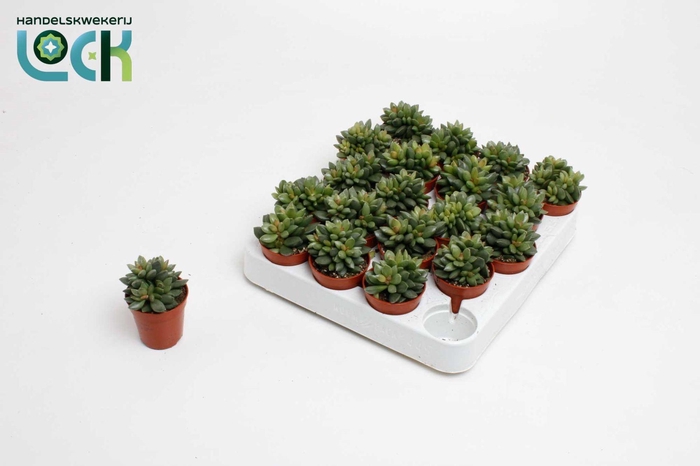 <h4>Adromiscus Schuldianus</h4>