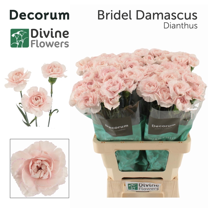 <h4>DI ST BRIDAL DAMASCU</h4>