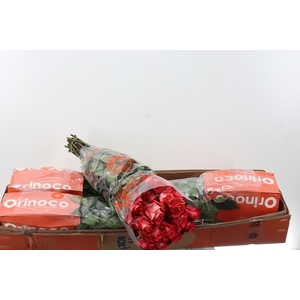 R Gr Iguana Box CO
