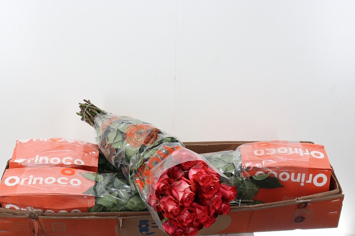 <h4>R Gr Iguana Box CO</h4>
