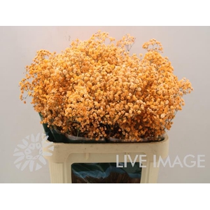 Gyps ec paint xlence orange 1000g