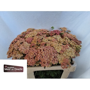 Achillea Lachsschon Meer en Drecht