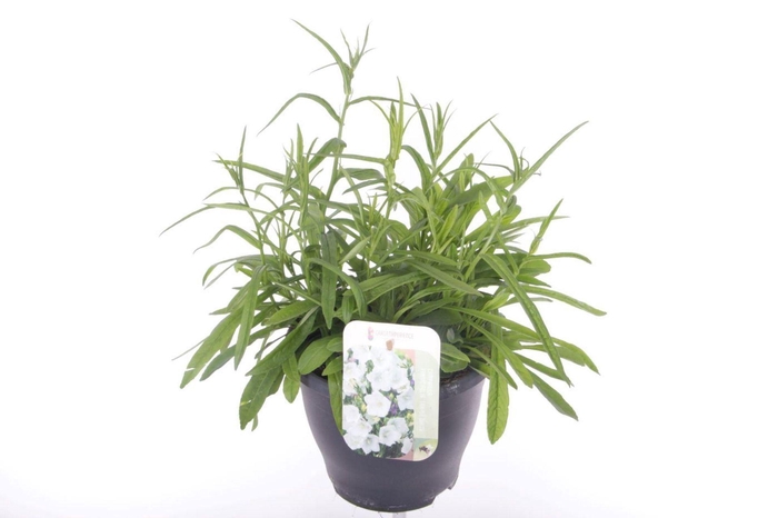 Campanula persicifolia Takion White