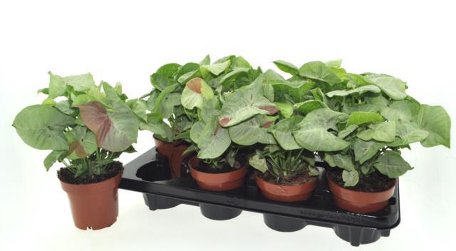 Syngonium Confetti 12Ø 20cm