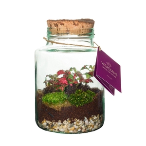 Wardians Terrarium - Neptunus