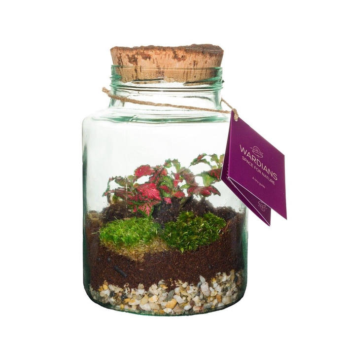 <h4>Wardians Terrarium - Neptunus</h4>
