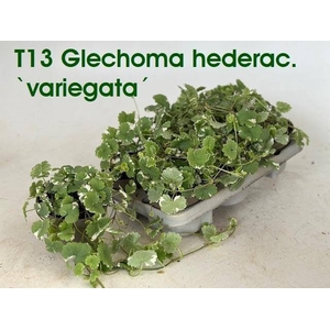 GLEC HEDERACEA