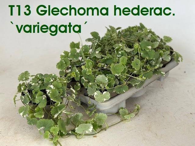 <h4>GLEC HEDERACEA</h4>