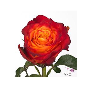 Rosa large atomic