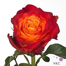 <h4>Rosa large atomic</h4>