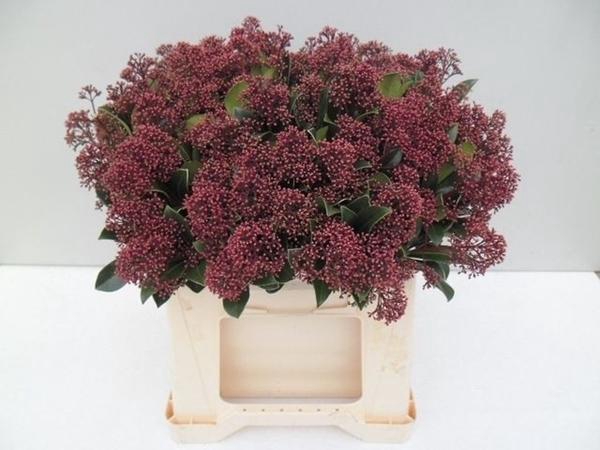 <h4>SKIM J RUBELLA BOS</h4>