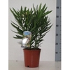 Nerium oleander