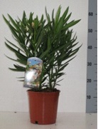 Nerium oleander