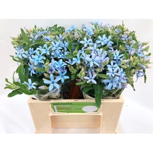 OXYPETALUM HEAVENBOR