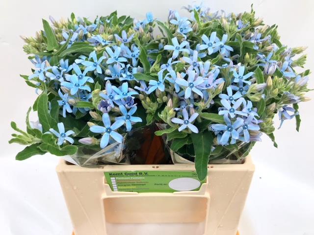 OXYPETALUM HEAVENBOR