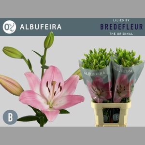 LI LA ALBUFEIRA
