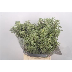 Pittosporum P Bos