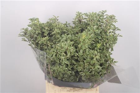 <h4>Pittosporum P Bos</h4>