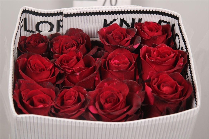 <h4>R Gr Red Panther Ec</h4>