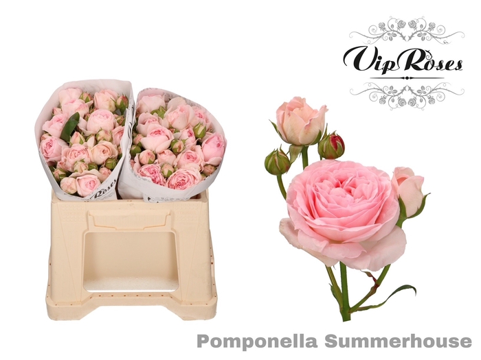 <h4>R TR POMPONE SUMMERH</h4>