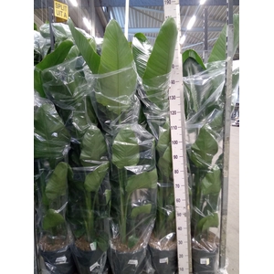 Strelitzia nicolai