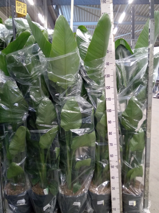 <h4>Strelitzia nicolai</h4>