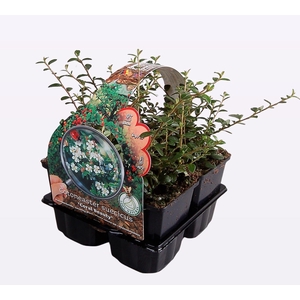 Cotoneaster suec. 'Coral Beauty' 4-Pack