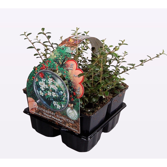 <h4>Cotoneaster suec. 'Coral Beauty' 4-Pack</h4>
