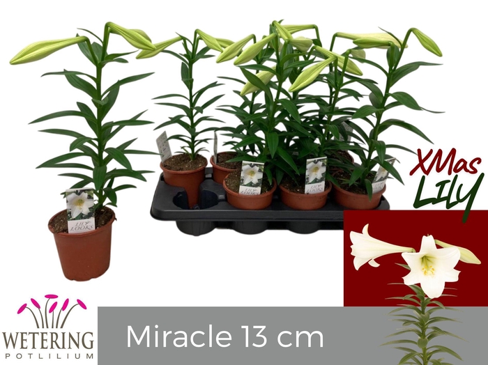 <h4>LIL LO MIRACLE</h4>