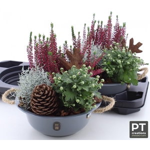 ARR TUINPLANTEN