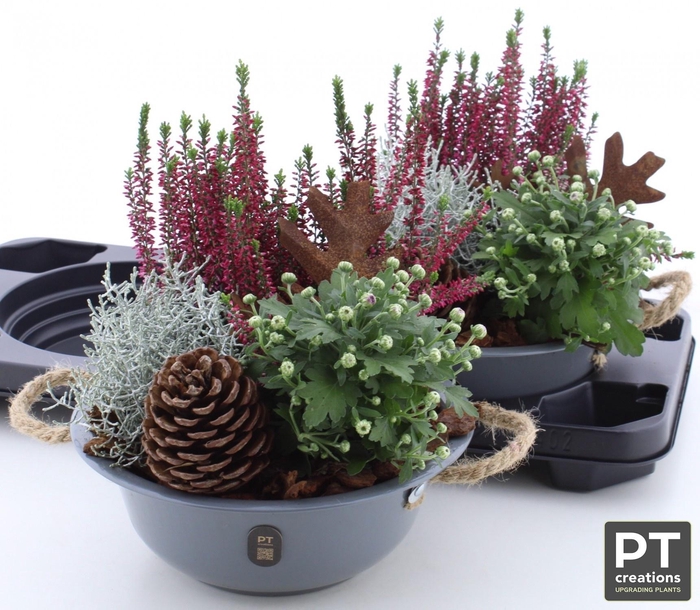 <h4>ARR TUINPLANTEN</h4>