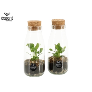 90485: Terrarium arrangement
