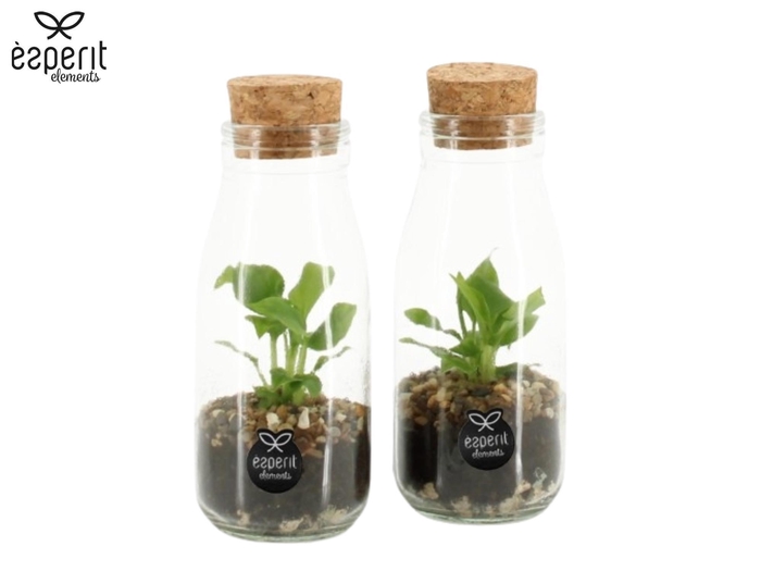 <h4>90485: Terrarium arrangement</h4>