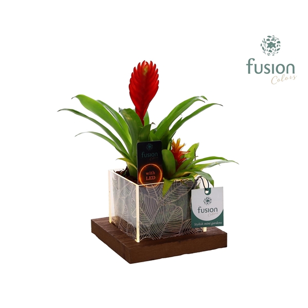 <h4>Acryl bakje LED met Bromelia</h4>