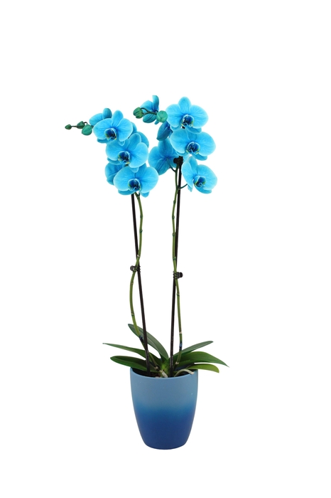 <h4>Change Blue Phal I Am Ocean Blue 2T14+</h4>