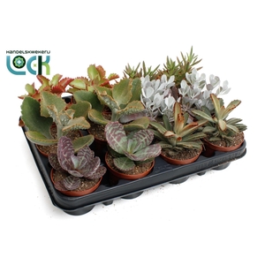 Kalanchoë mix