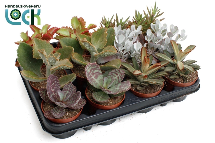 <h4>Kalanchoë mix</h4>