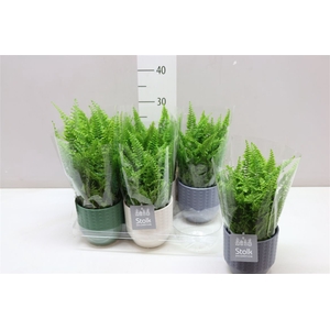 Nephrolepis Ex Vitale Expression Keramiek