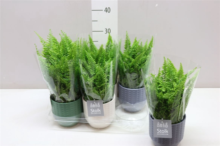 <h4>Nephrolepis Ex Vitale Expression Keramiek</h4>